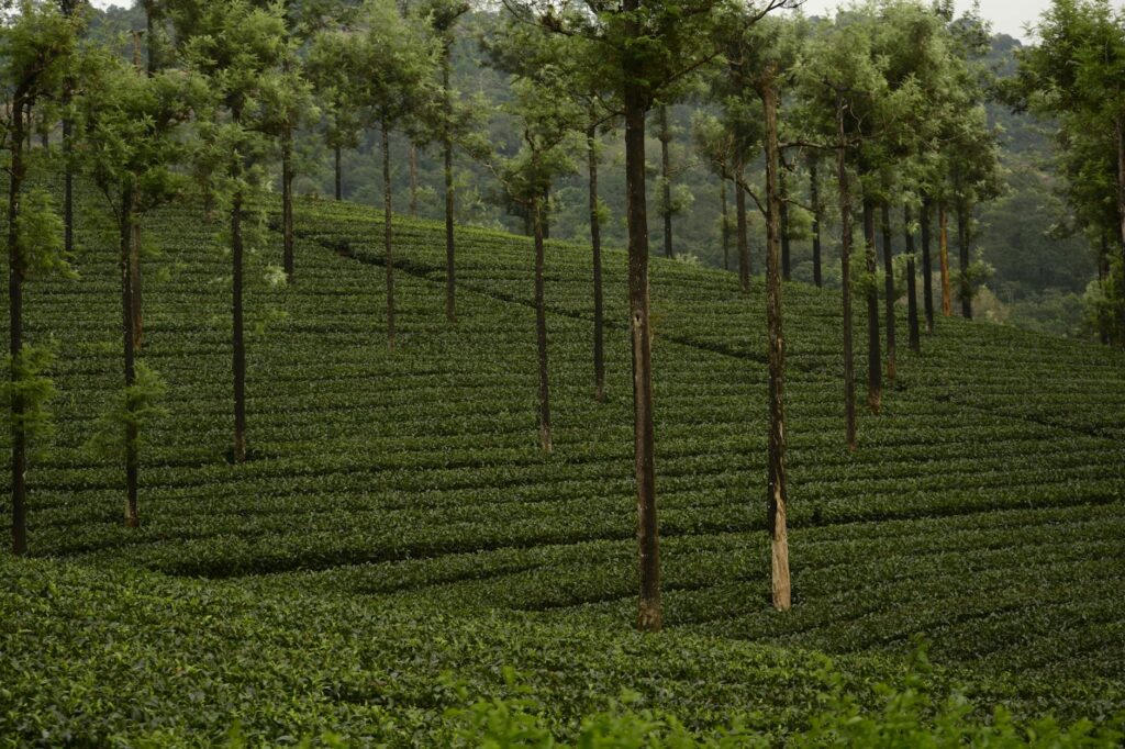 Explore the verdant tea plantation in Valparai, India, featuring neatly arranged rows and towering trees.