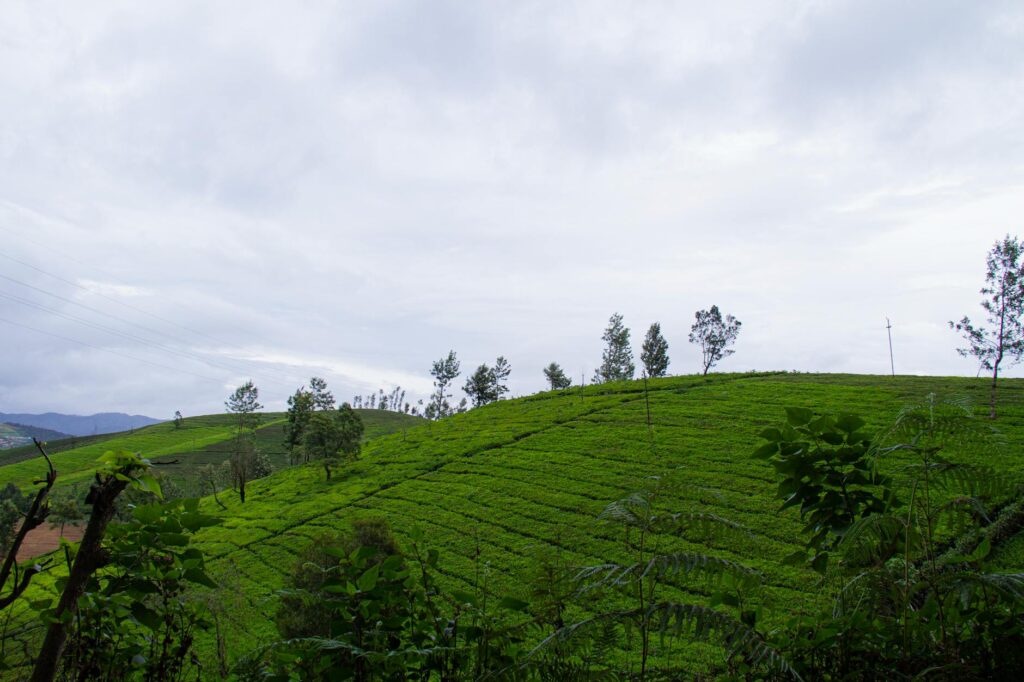 Scenic view of vibrant green tea plantations on rolling hills in Ooty, India.